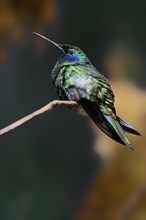 Violet-eared Hummingbird, (Colibri coruscans), adult, male, in perch, captive, South America