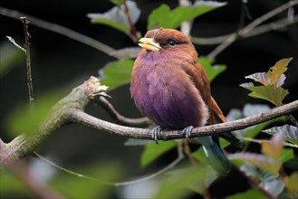 Broad-billed roller (Eurystomus glaucurus), adult, on tree, vigilant, captive