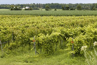 Agriculture, vineyard, Province of Quebec, Canada, North America