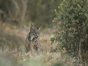 Pardell Lynx female, Iberian Lynx (Lynx pardinus), Extremadura, Castilla La Mancha, Spain, Europe