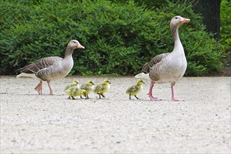 Greylag geese with goslings, spring, Germany, Europe