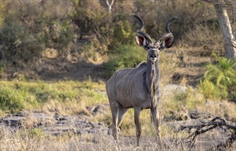 Greater kudu (Tragelaphus strepsiceros) in dry grass, adult male, Kruger National Park, South