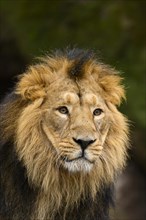 Portrait of an Asiatic lion (Panthera leo persica) male, captive, habitat in India