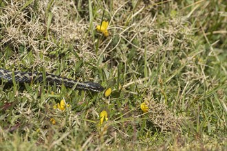 European adder (Vipera berus) adult snake on a gorse bush, England, United Kingdom, Europe