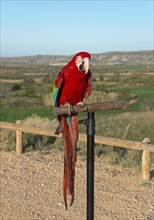 A Scarlet macaw resting on a perch with a green landscape in the background, privately owned,