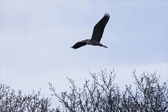 Grey heron in flight, grey heron (Ardea cinerea), Geltinger Birk, Goldhoeft, Nieby, Schlei,