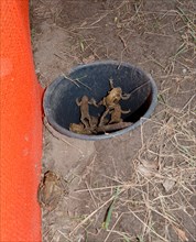 Common toads (Bufo Bufo), males, females, pairs in amplexus and single animals in a bucket dug into