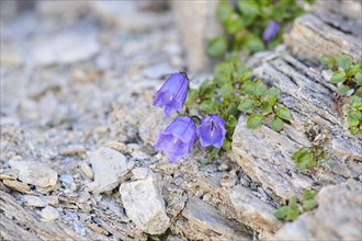 Earleaf bellflower (Campanula cochleariifolia) blooming in the mountains at Hochalpenstrasse,