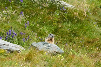 Alpine marmot (Marmota marmota) on a rock in summer, Grossglockner, High Tauern National Park,