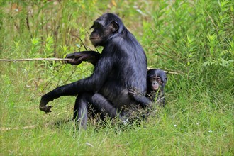 Bonobo, bonobo (Pan Paniscus), female, adult, young animal, feeding, Great ape, Primate,