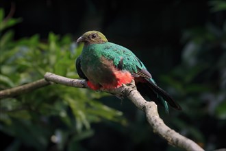 Golden-headed quetzal (Pharomachrus auriceps), adult, on tree, captive, South America