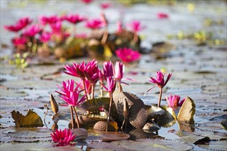 Nymphaea pubescens or hairy water lily or pink water lily, Backwaters, Kerala, India, Asia