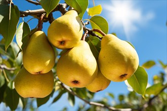 Pear fruits growing on tree with sunny blue sky. KI generiert, generiert, AI generated