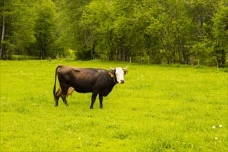 Single dairy cow, Vorderwaelder cattle, Vorderwaelder, Loretto meadows, near Oberstdorf, Allgaeu,