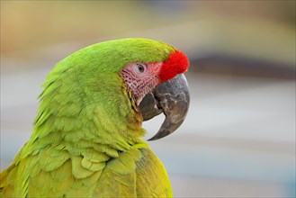 Great green macaw (Ara ambigua), animal portrait, captive, occurrence in South America, Hesse,