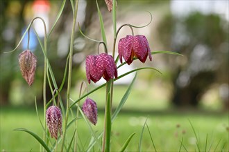 Snake's Head Fritillary (Fritillaria meleagris), flowers in a meadow, inflorescence, early bloomer,