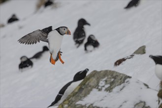 Puffin (Fratercula arctica), landing in the snow, snow, Hornoya, Hornoya, Varangerfjord, Finmark,