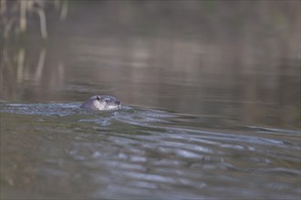 European otter (Lutra lutra) adult animal swimming in a river, Suffolk, England, United Kingdom,
