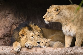 Asiatic lion (Panthera leo persica) family with a male, female and a cub cuddeling, captive,