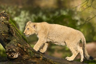 Asiatic lion (Panthera leo persica) cub climbing on a tree trunk, captive, habitat in India