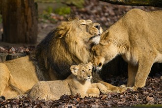 Asiatic lion (Panthera leo persica) family with the lioness, the male and the cub, captive, habitat