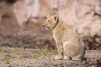 Asiatic lion (Panthera leo persica) cub sitting in the dessert, captive, habitat in India