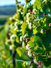 AI generated close up of a vineyard landscape interspersed with blooming wildflowers in spring