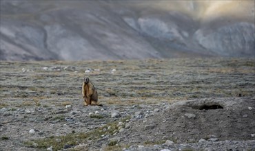 Himalayan marmot (Marmota himalayana), Tian Shan Mountains, Jety Oguz, Kyrgyzstan, Asia