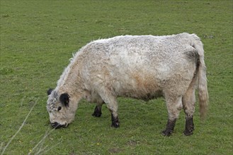 Galloway cattle, Geltinger Birch, Goldhoeft, Nieby, Schlei, Schleswig-Holstein, Germany, Europe