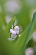 Lily of the valley, Germany, Europe