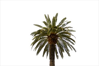 Date palm, Phoenix dactylifera, isolated on a white background