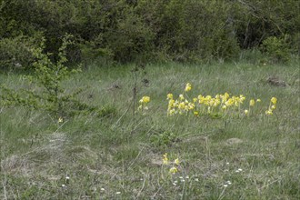 Common cowslip (Primula veris), Thuringia, Germany, Europe