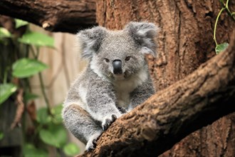 Koala (Phascolarctos cinereus), subadult, half-grown, on tree, alert, captive, Australia, Oceania
