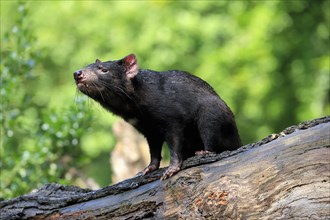 Tasmanian devil (Sarcophilus harrisii), adult, vigilant, on tree trunk, captive, Tasmania,