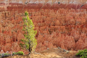 Single green tree stands out in front of eroded red rock formations, Bryce Canyon National Park,