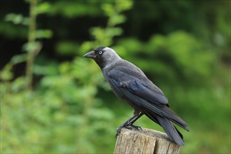 Western jackdaw (Corvus monedula)