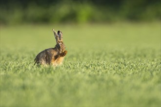 European brown hare (Lepus europaeus) adult animal washing its face in a farmland cereal crop,