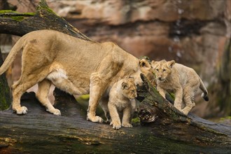 Asiatic lion (Panthera leo persica) lioness with her cubs, captive, habitat in India