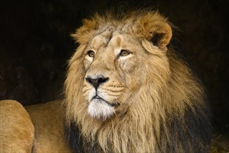 Portrait of an Asiatic lion (Panthera leo persica) male, captive, habitat in India