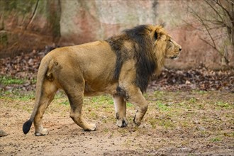 Asiatic lion (Panthera leo persica) male in the desssert, captive, habitat in India