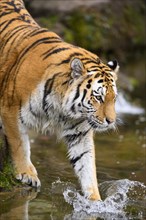 Siberian tiger or Amur tiger (Panthera tigris altaica) bathing in a lake, captive, habitat in