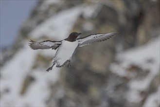 Common guillemot (Uria aalgae), flight, in the snow, Hornoya, Hornoya, Varangerfjord, Finmark,