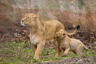 Asiatic lion (Panthera leo persica) lioness playing with her cub, captive, habitat in India