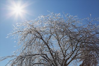 Sunburst and silhouetted ice covered deciduous tree after ice storm in early spring, Quebec,