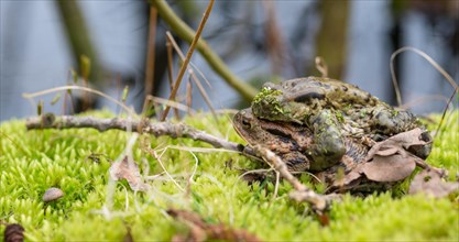 Two mating Common toads (Bufo Bufo), male, female animal, pair in amplexus on moss in front of