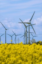 Wind turbines in the Luetetsburg wind farm behind a rape field on the North Sea coast, Hagermarsch,