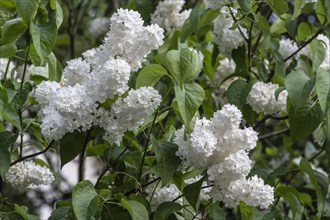 Lilac (Syringa vulgaris), Thuringia, Germany, Europe