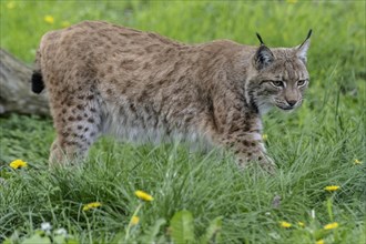 Eurasian lynx (Lynx lynx), captive), coordination enclosure Huetscheroda, Thuringia, Germany,