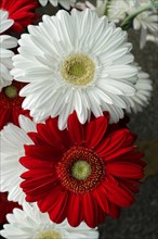 Contrasting red and white Gerber daisy flowers (Gerber daisy) in a close-up, flower sale, central