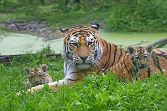 Siberian tiger (Panthera tigris altaica), adult, female, two young animals, mother with two cubs,